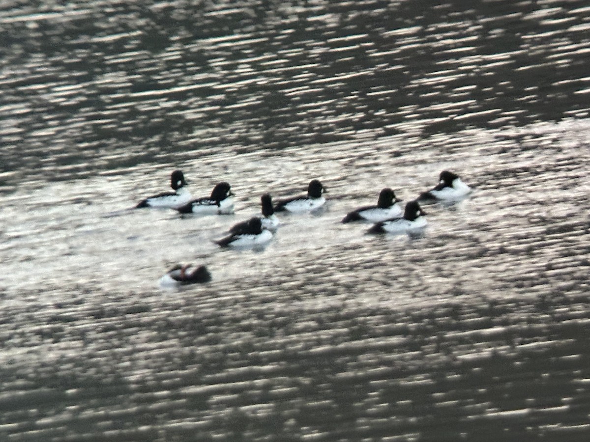 Barrow's Goldeneye - ML648805335
