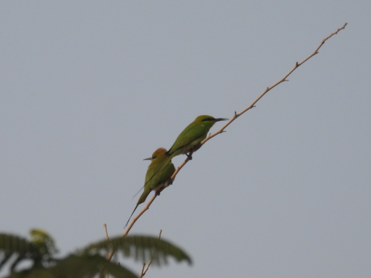 African Green Bee-eater - ML648805363