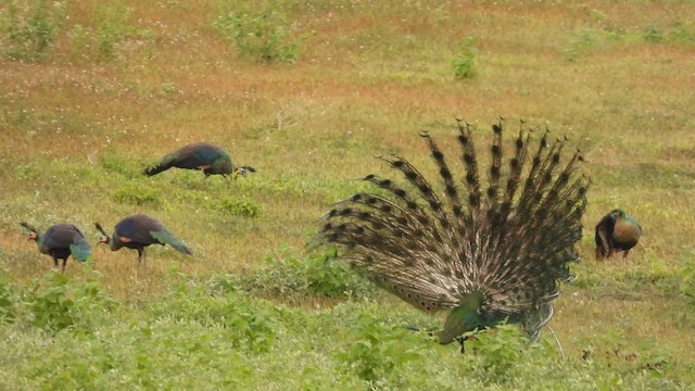 Павич синьокрилий - ML648805490