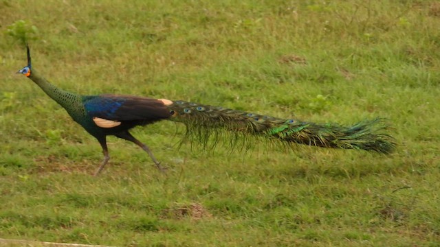 Павич синьокрилий - ML648805491