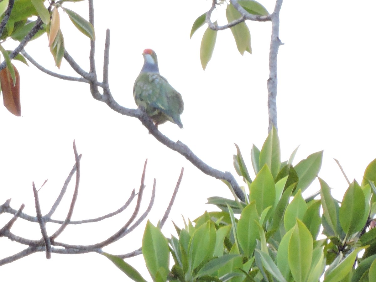 Orange-fronted Fruit-Dove - ML648805515