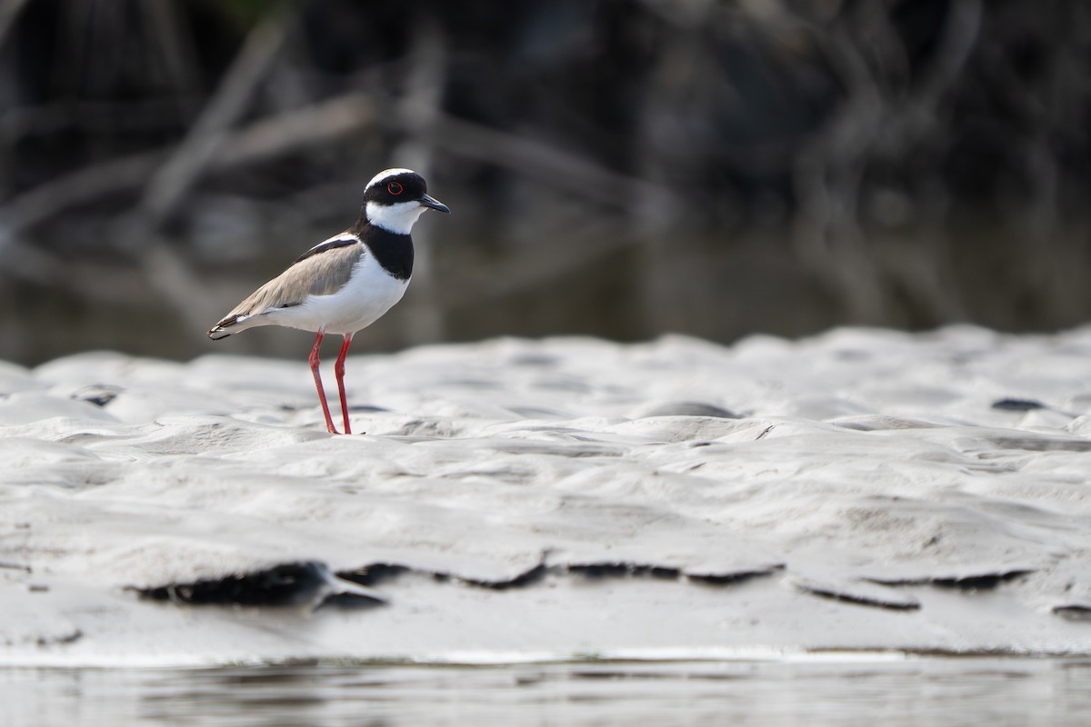 Диадемовая пигалица - ML648805533