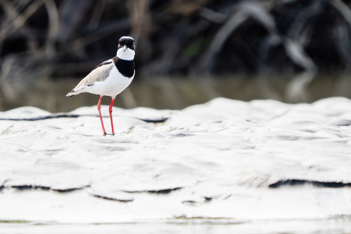 Диадемовая пигалица - ML648805534