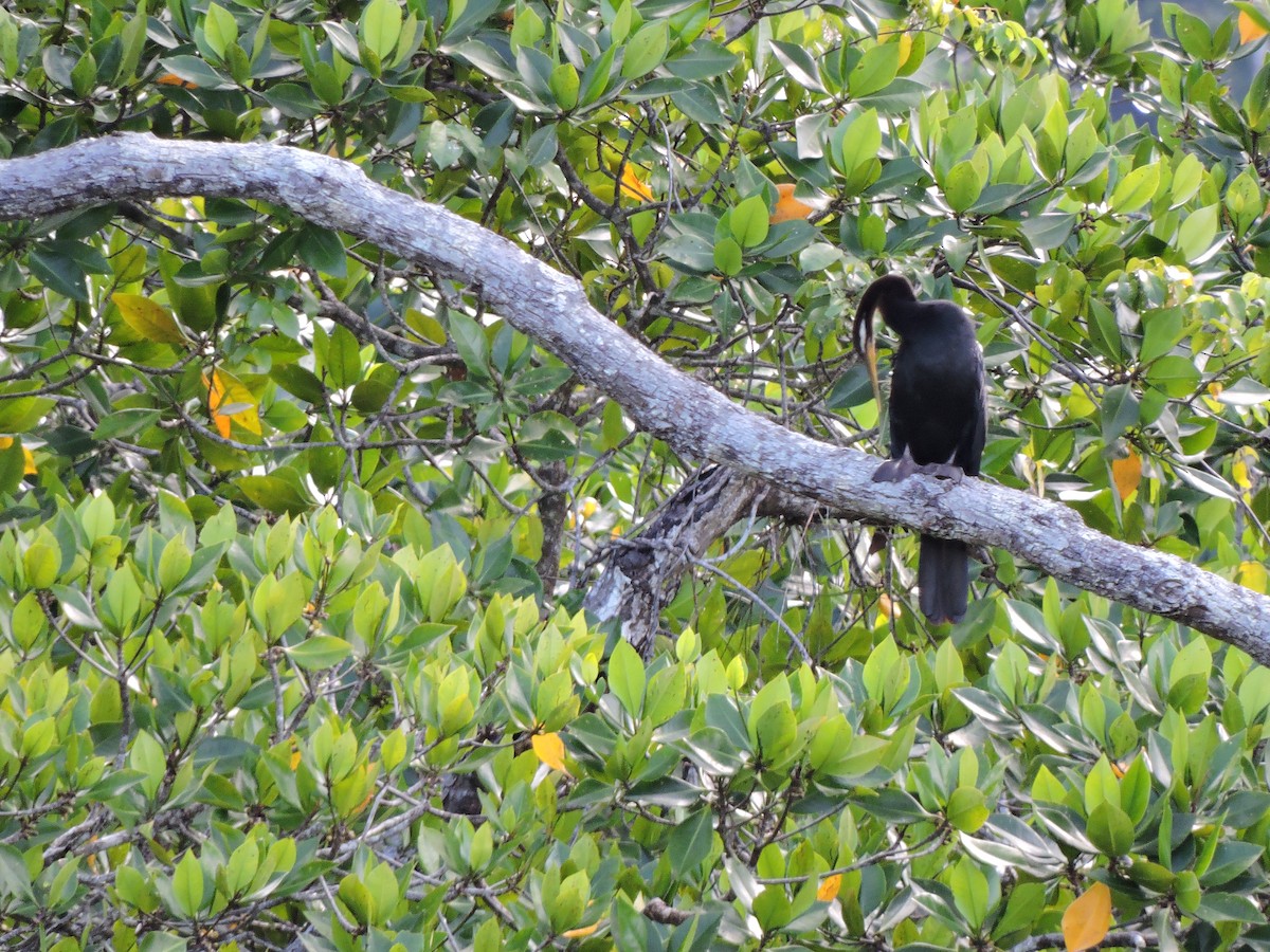 Australasian Darter - ML648805541