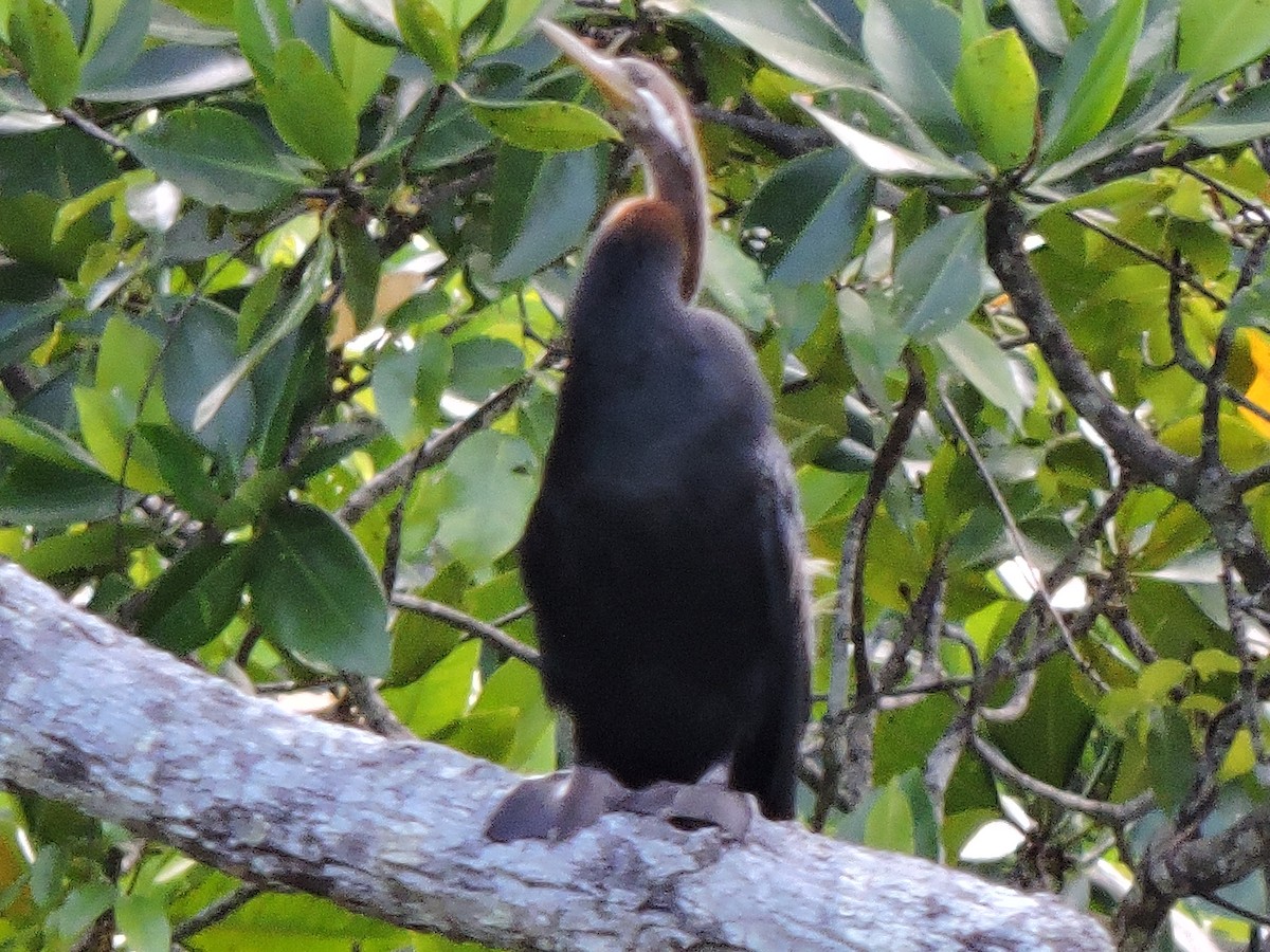 Australasian Darter - ML648805578