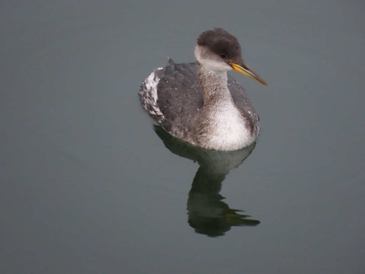 Somormujo Cuellirrojo - ML648805610