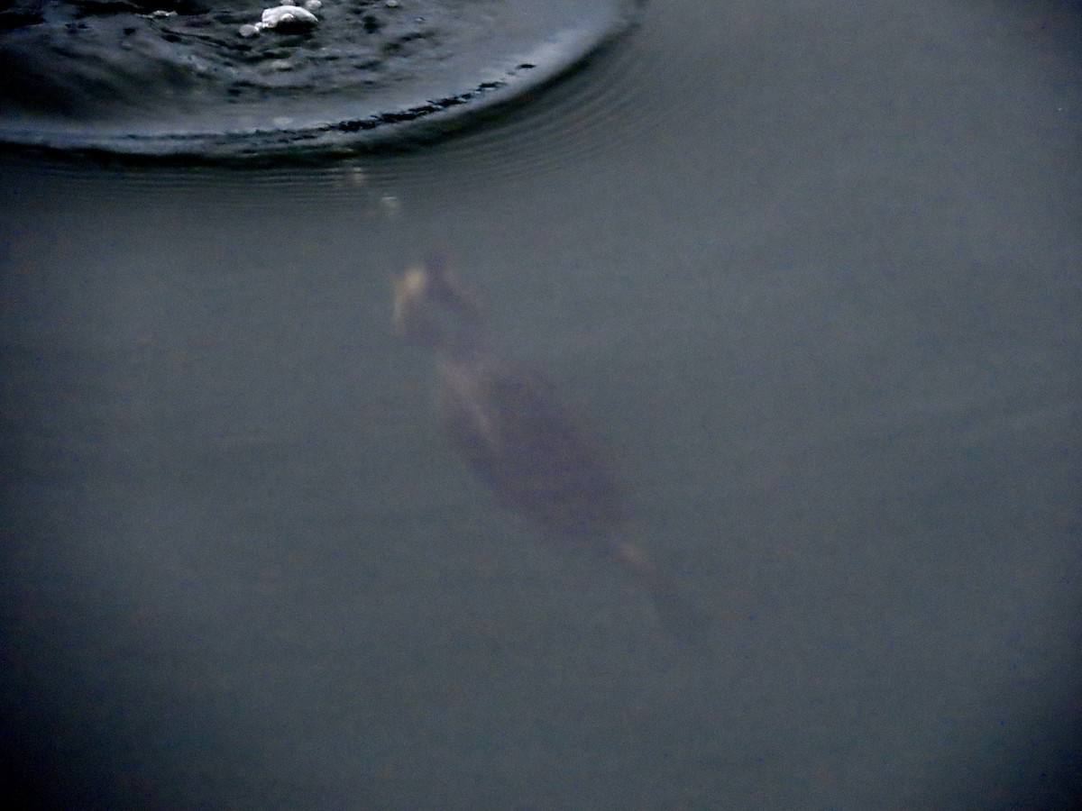 Somormujo Cuellirrojo - ML648805612