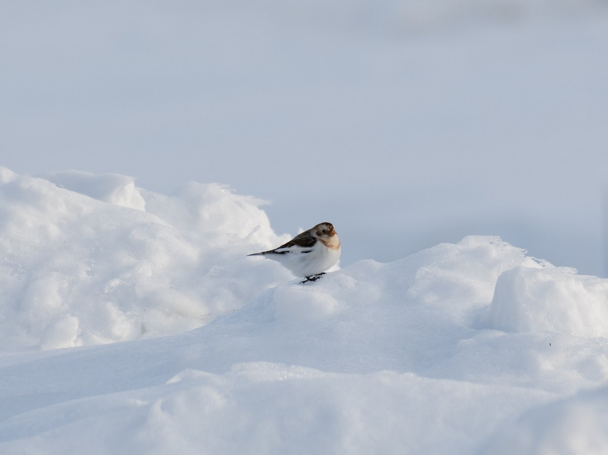 גיבתון שלג - ML648805625
