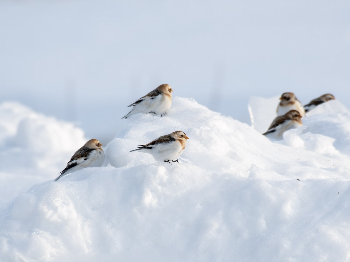 גיבתון שלג - ML648805627