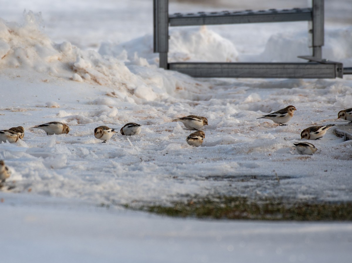 גיבתון שלג - ML648805630