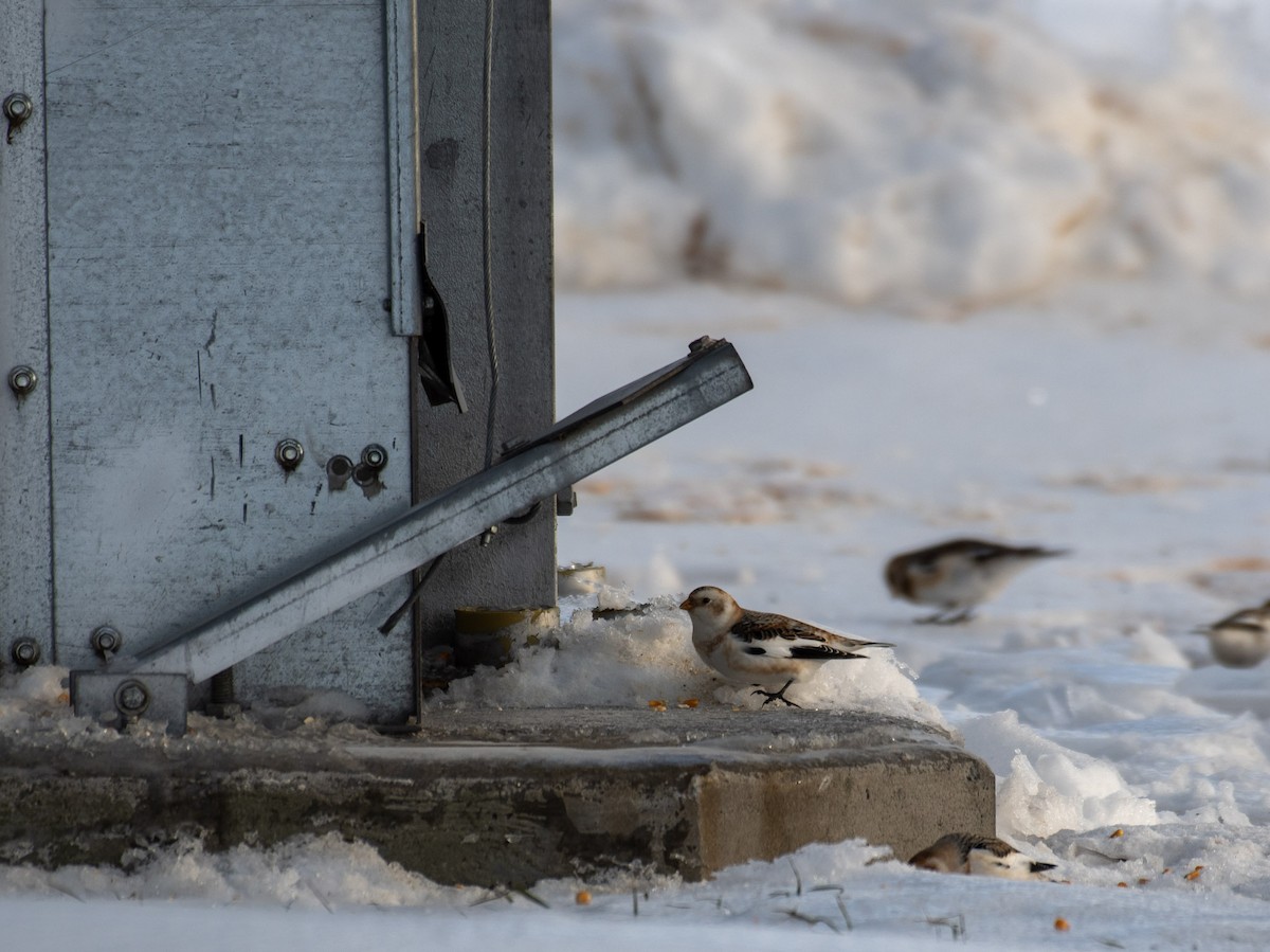 גיבתון שלג - ML648805631