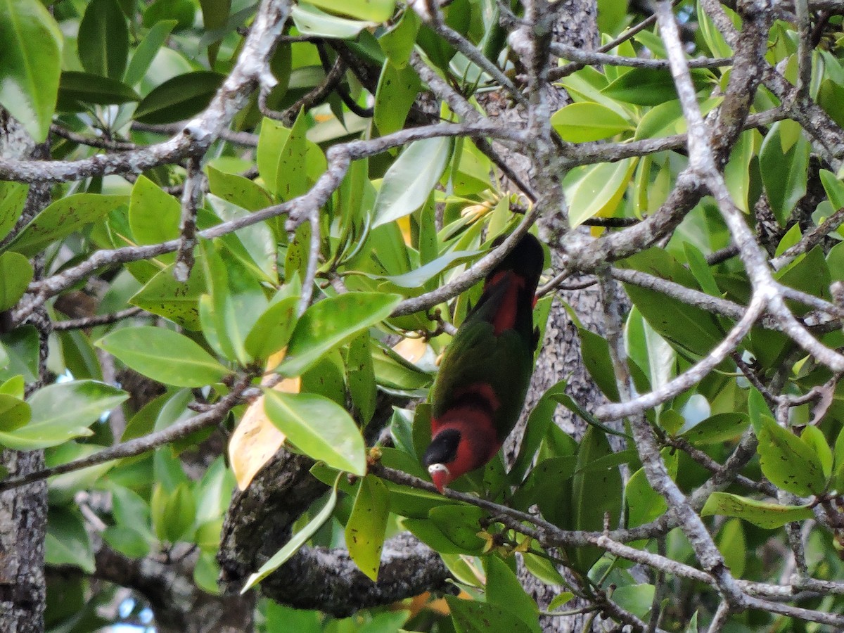Purple-bellied Lory - ML648805661