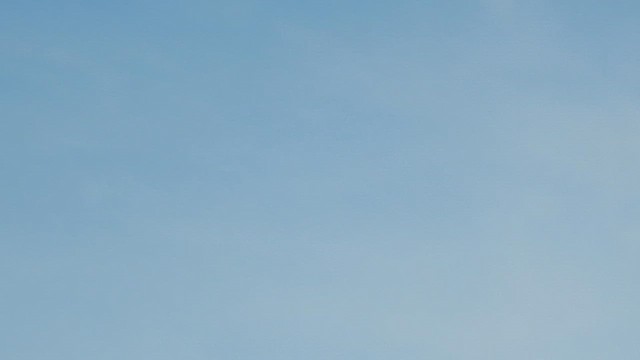 Red-footed Booby - ML648805752