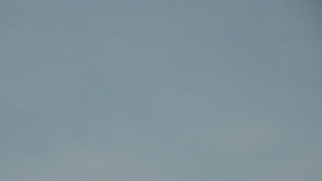 Red-footed Booby - ML648805754