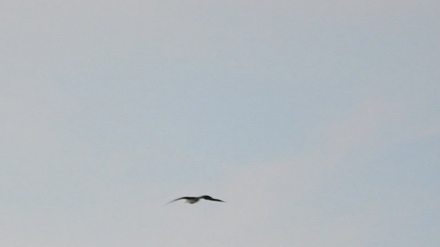 Red-footed Booby - ML648805759