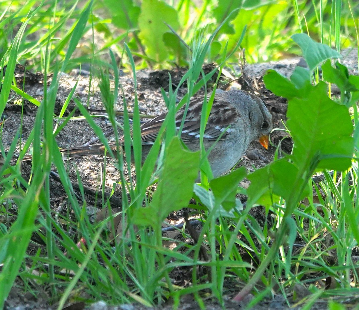 Бруант білобровий - ML648805783