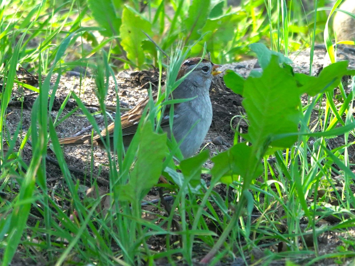 Бруант білобровий - ML648805784