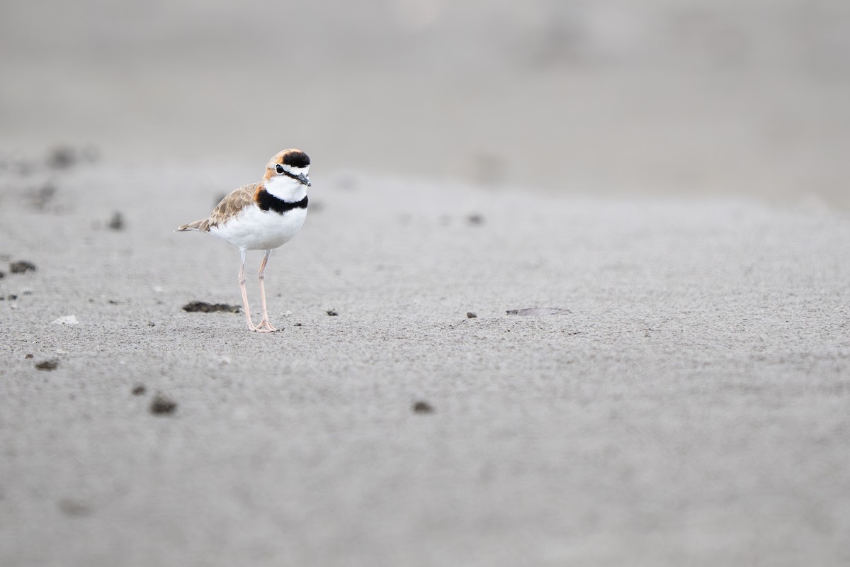 Воротничковый зуёк - ML648805806