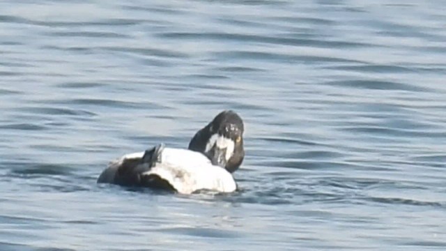 Tufted Duck - ML648805835