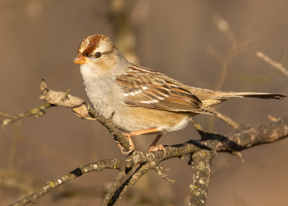 Бруант білобровий - ML648805882