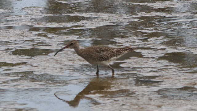 Кульон середній - ML648805916