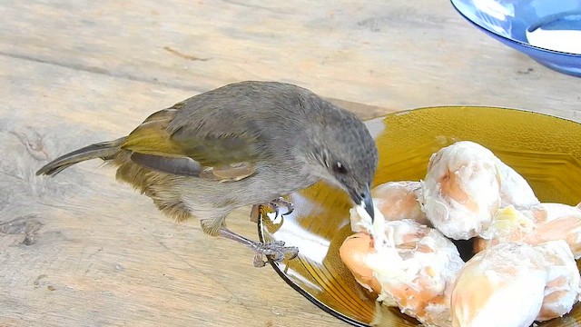 Olive-winged Bulbul - ML648805931