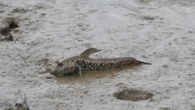 Giant Mudskippers - ML648805936