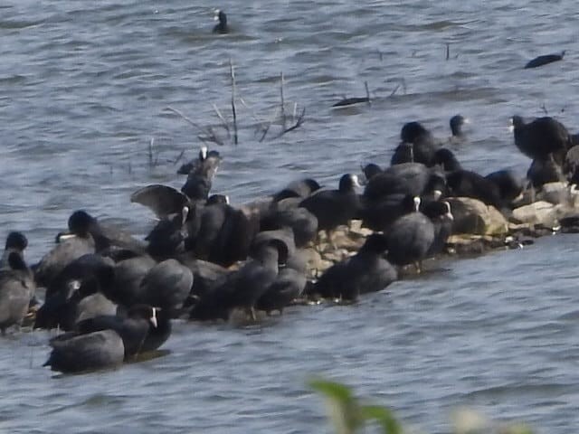 lyska černá - ML648805974