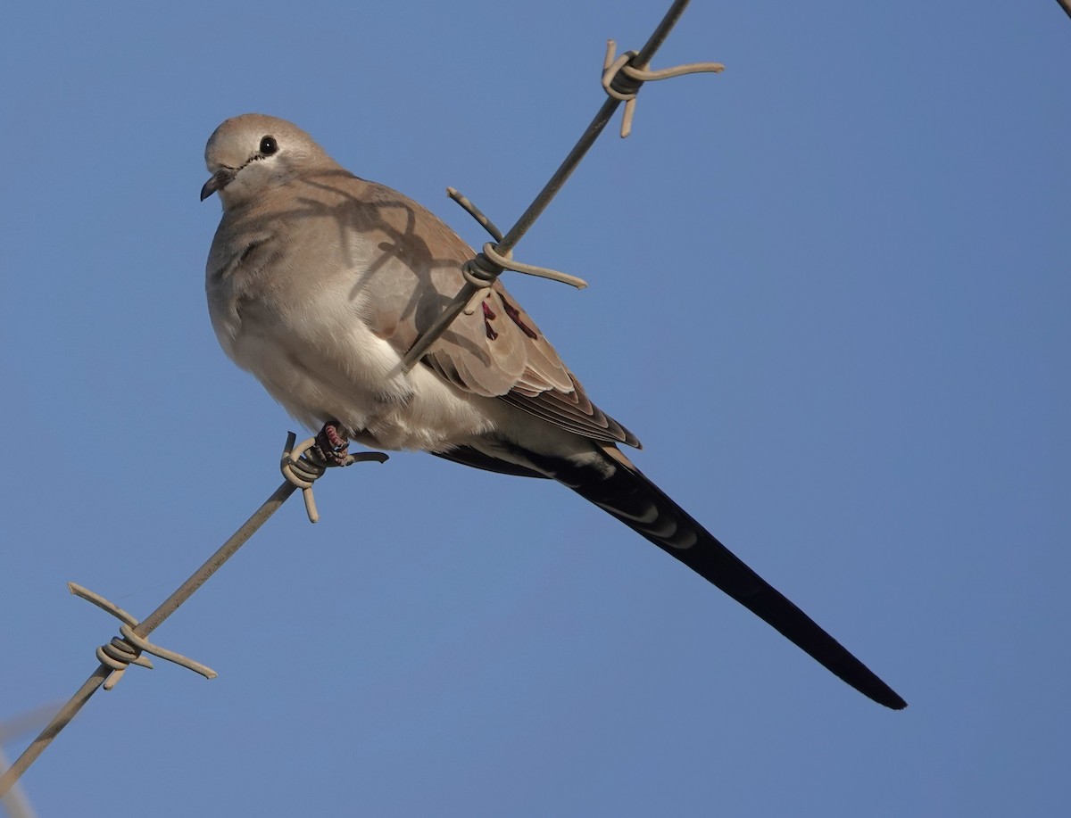 hrdlička kapská - ML648805983