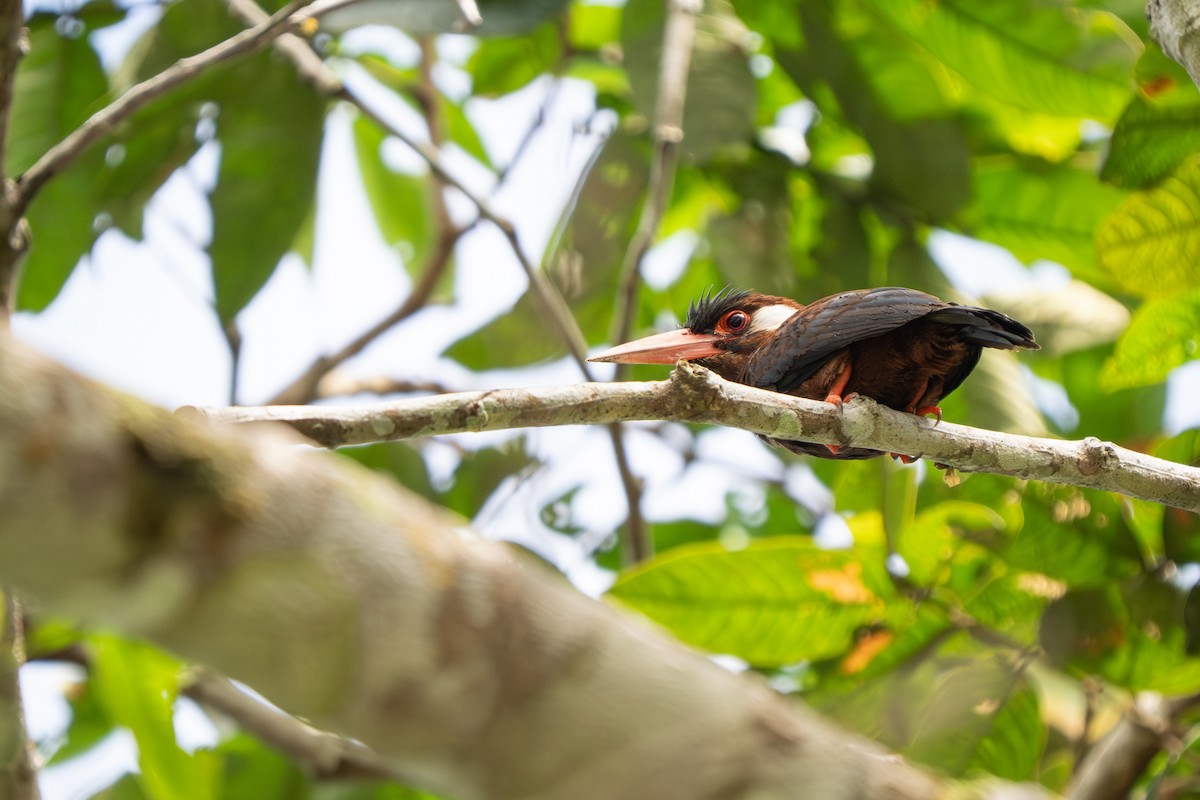 leskovec bělouchý - ML648805984