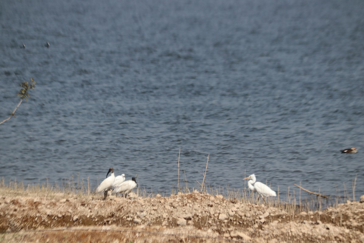 ibis černohlavý - ML648805987