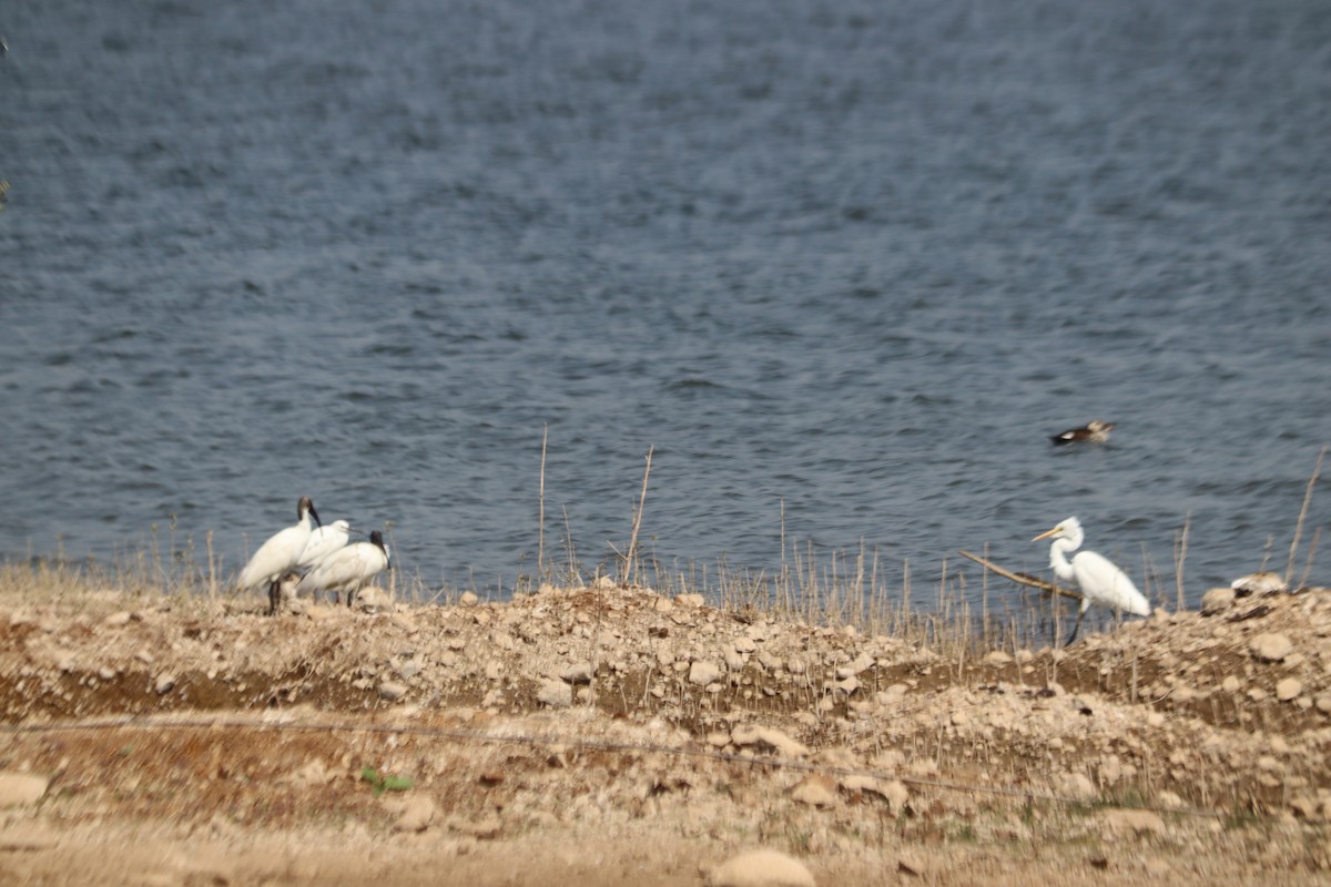 ibis černohlavý - ML648805988