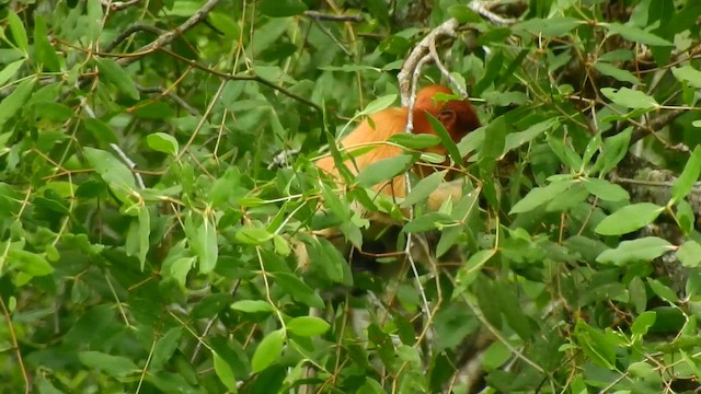 Mammals - ML648805994