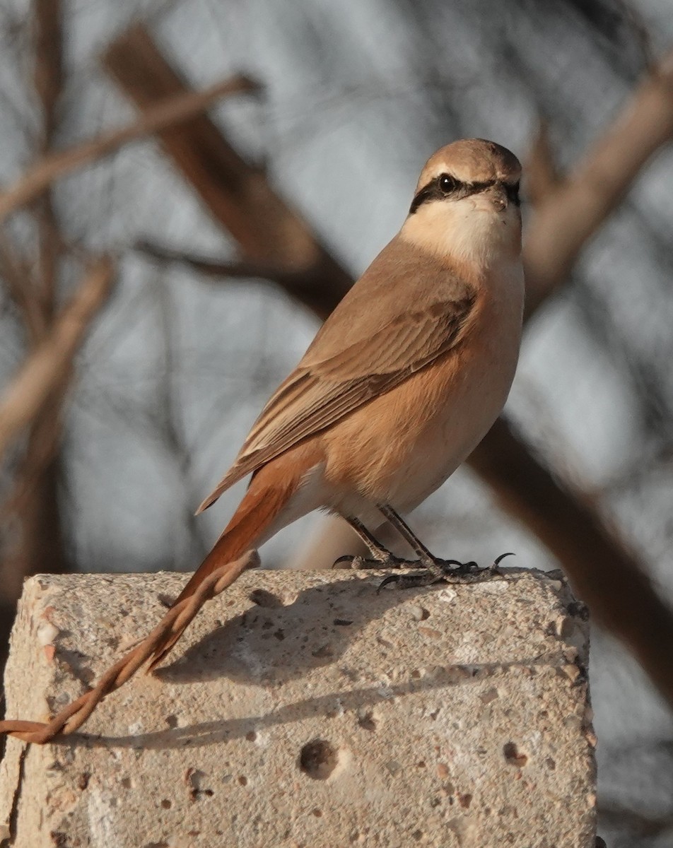 ťuhýk mongolský (ssp. isabellinus) - ML648805996