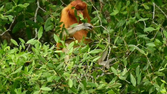 Mammals - ML648806000