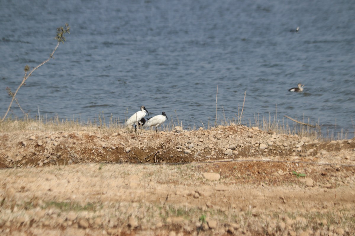 ibis černohlavý - ML648806009