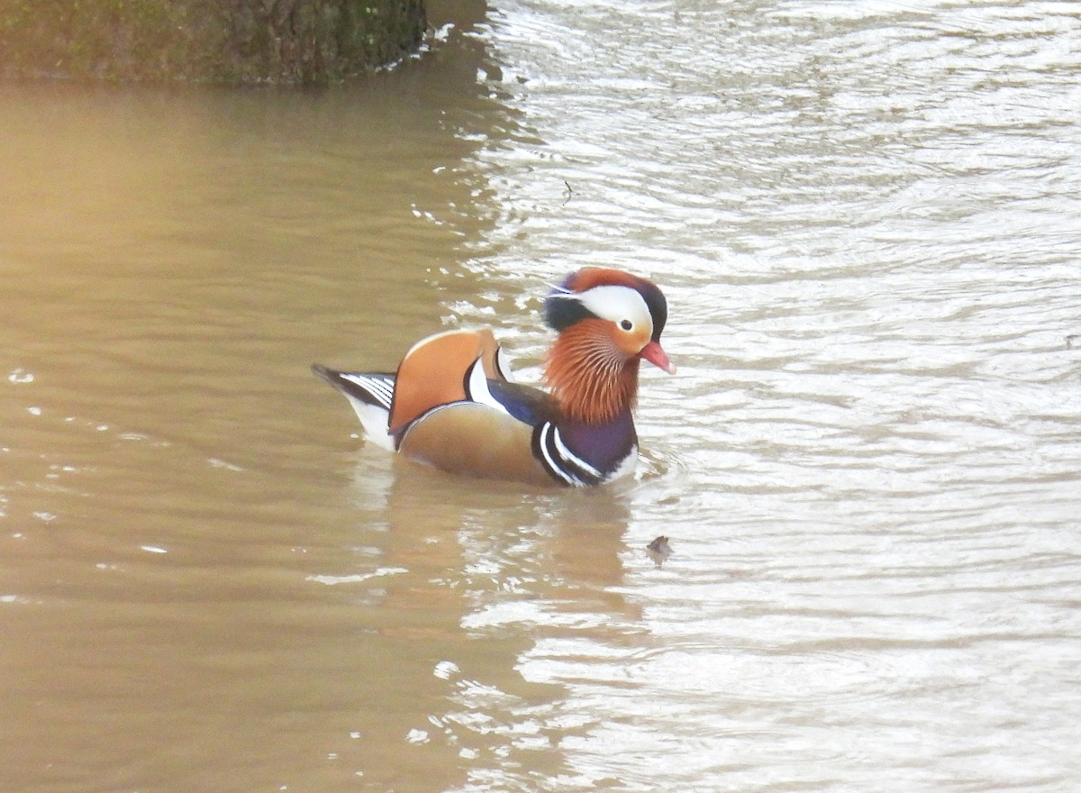 kachnička mandarínská - ML648806013