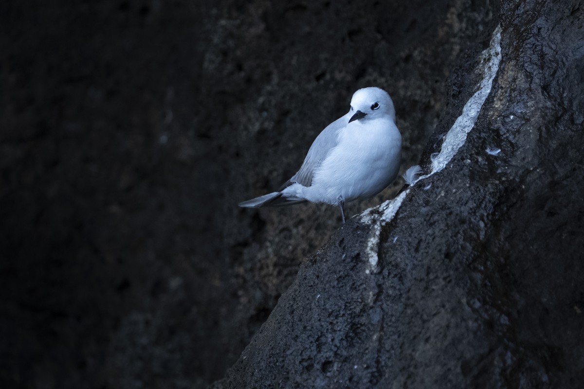 nody bělavý - ML648806024