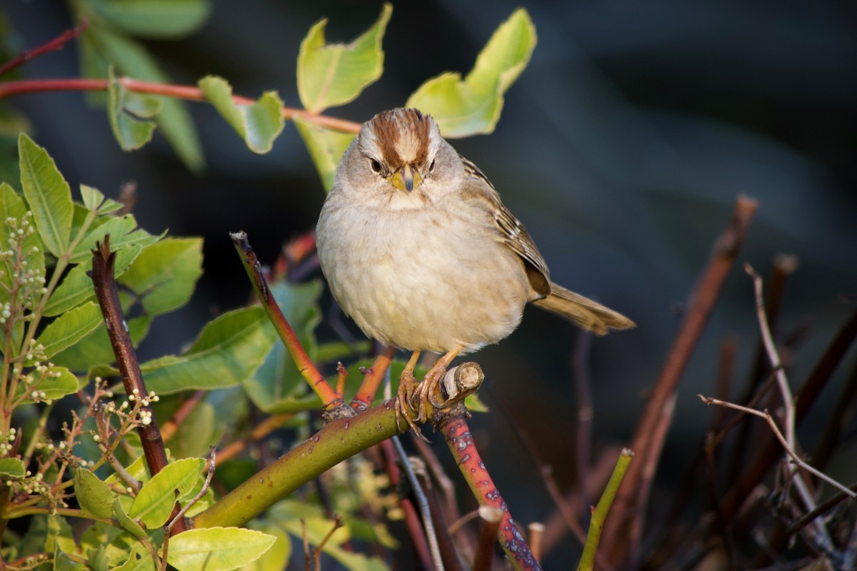 Бруант білобровий (підвид nuttalli/pugetensis) - ML648806056