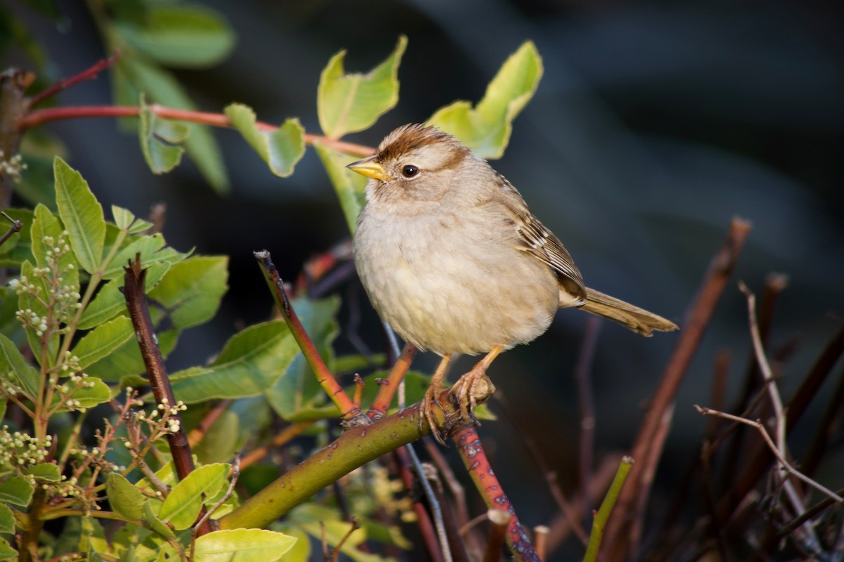 Бруант білобровий (підвид nuttalli/pugetensis) - ML648806064