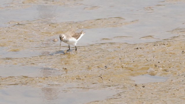 Побережник червоногрудий - ML648806215