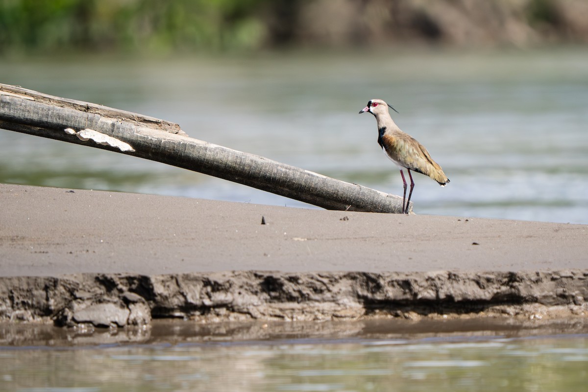 Кайеннский чибис - ML648806275