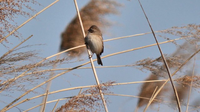 Вівсянка полярна - ML648806294