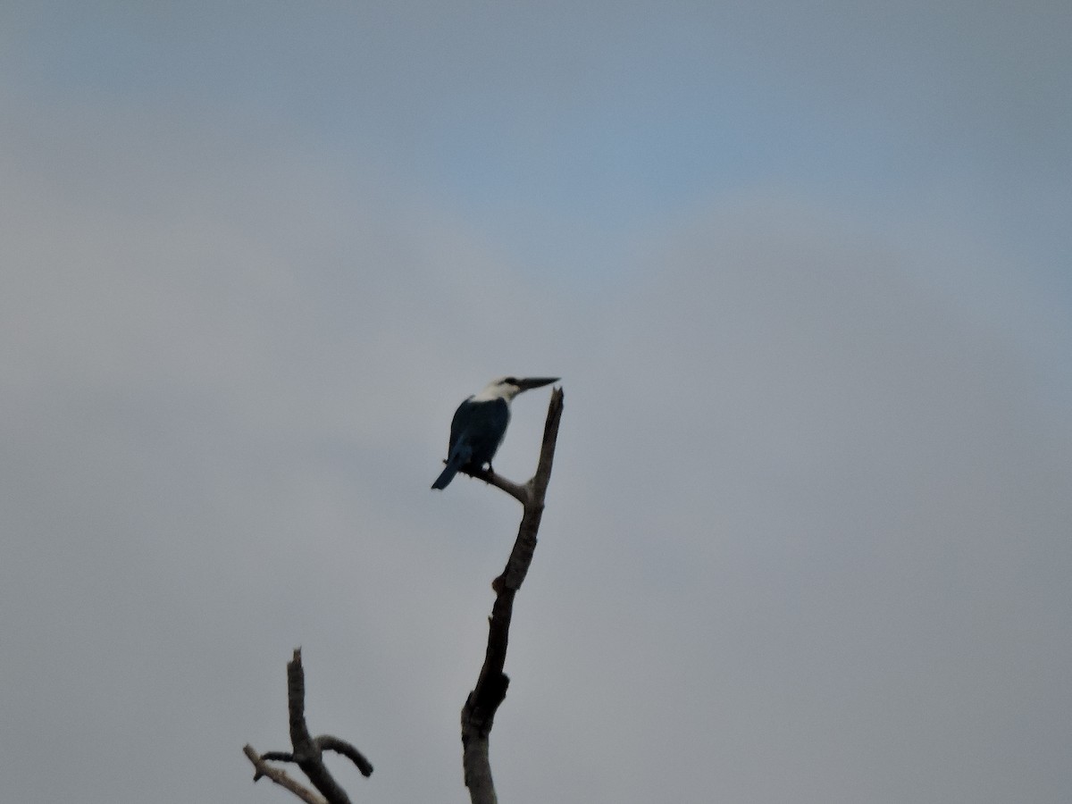 Beach Kingfisher - ML648806421