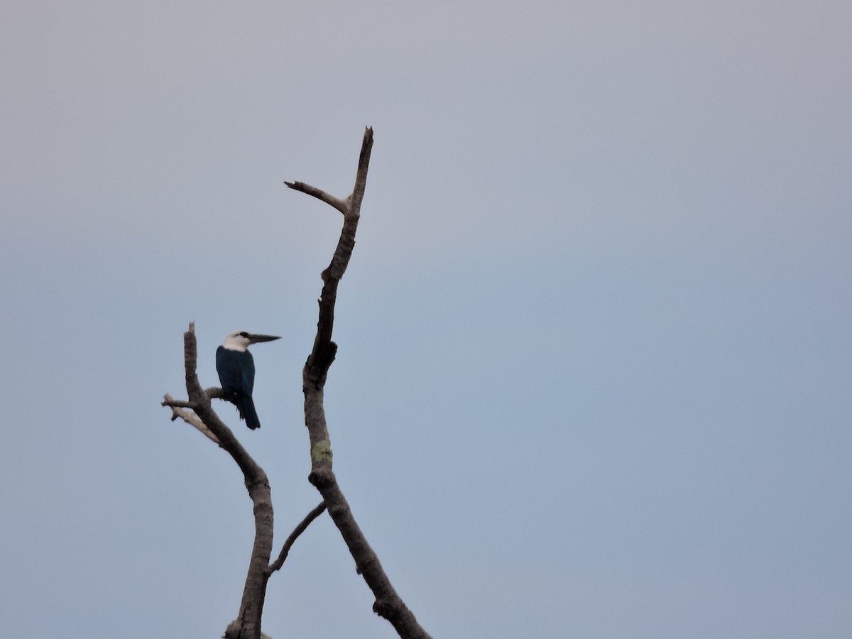 Beach Kingfisher - ML648806465