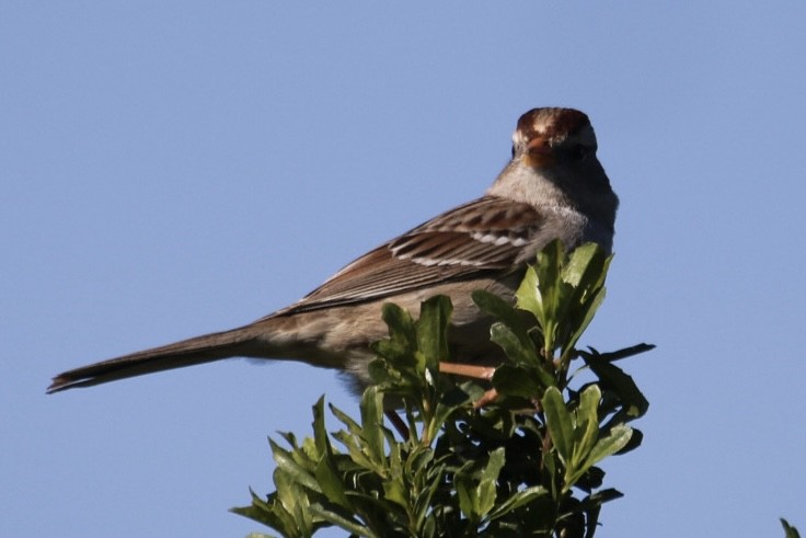 Бруант білобровий - ML648806470