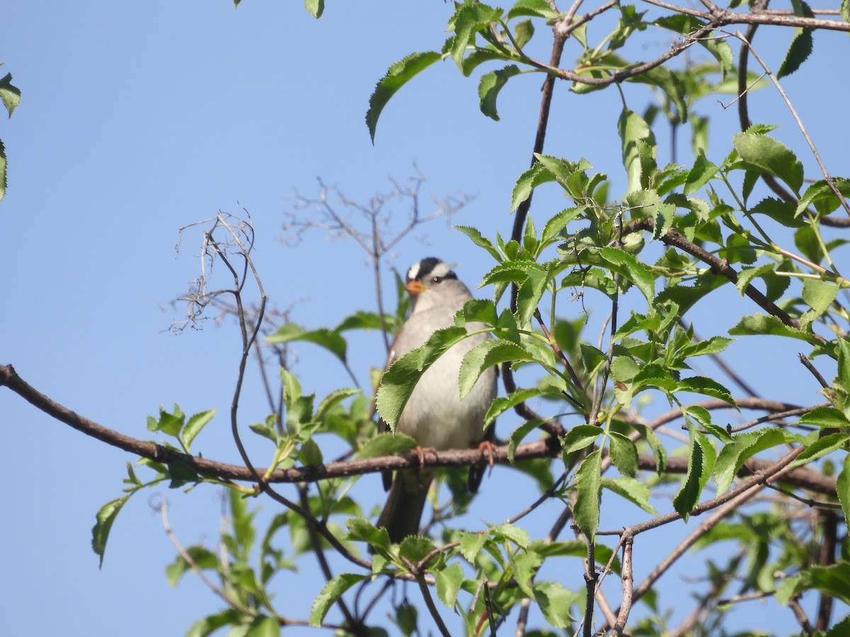Бруант білобровий - ML648806480
