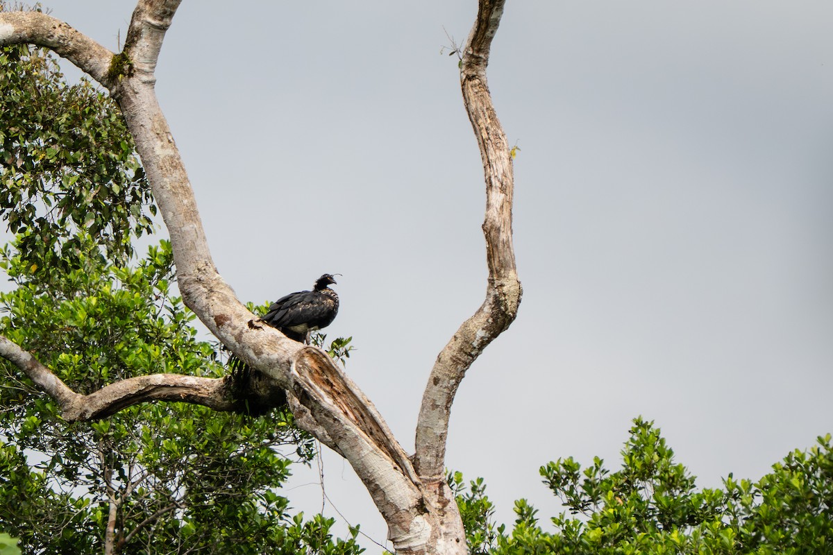 Рогатая паламедея - ML648806525