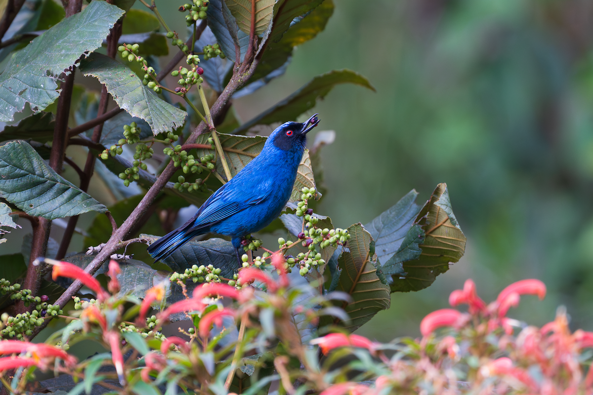 Masked Flowerpiercer - ML648807207