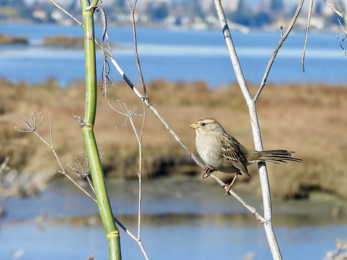 Бруант білобровий - ML648807358